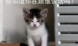 吃瓜娱乐的喵哥是谁啊图片,吃瓜娱乐界的神秘喵星人