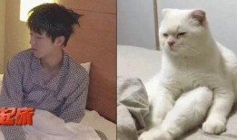 吃瓜娱乐的喵哥是谁啊图片,吃瓜娱乐界的神秘喵星人