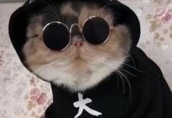 吃瓜娱乐的喵哥是谁啊图片,吃瓜娱乐界的神秘喵星人