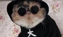 吃瓜娱乐的喵哥是谁啊图片,吃瓜娱乐界的神秘喵星人