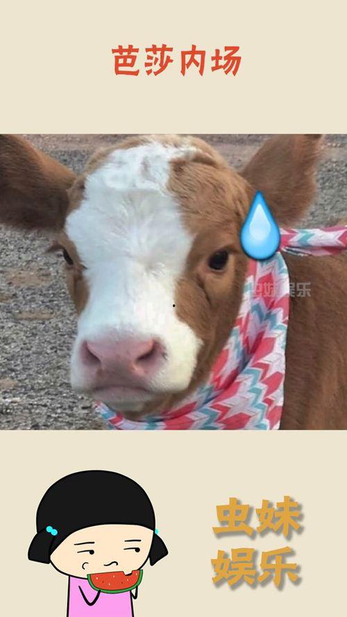 娱乐吃瓜酱最委屈